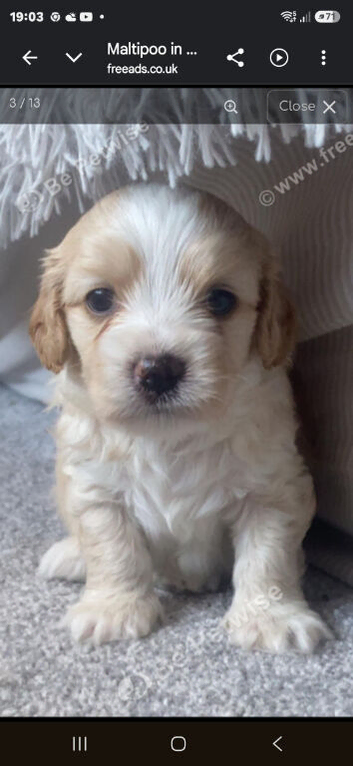 Adorable Male Cavapoo x Bichon Frise Puppy (Cavachon)