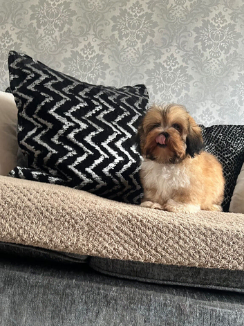 Shih tzu