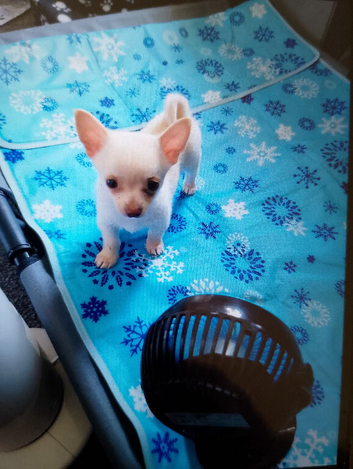 Cream/white boy pomchi puppy