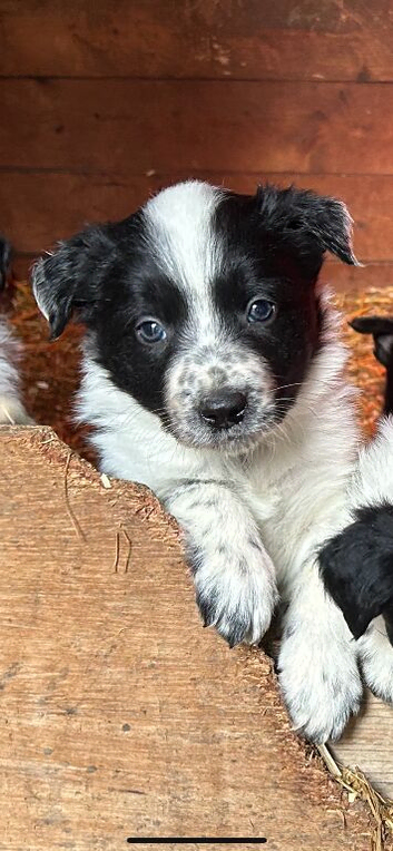 Working collie pups farm bred