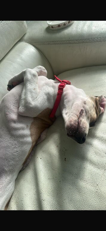 Cane corso/ lurcher puppy
