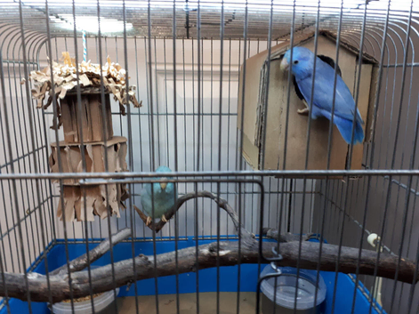 Beautiful Parrotlet Pair with cage