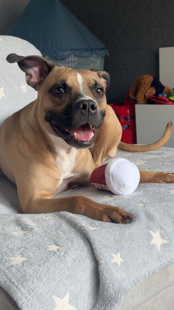American bulldog cross staffy