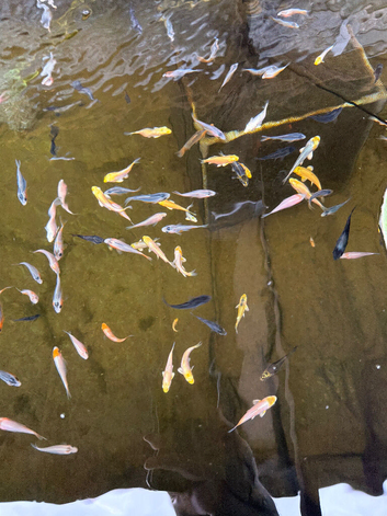 Koi