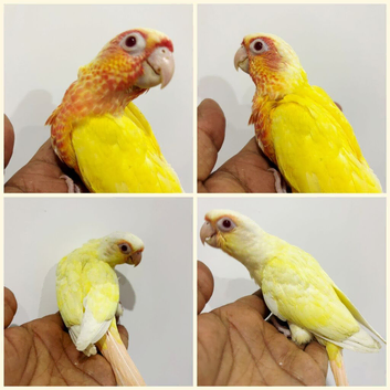Stunning baby conures