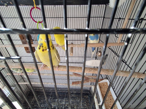 Budgies