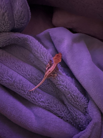 Perfect crested gecko