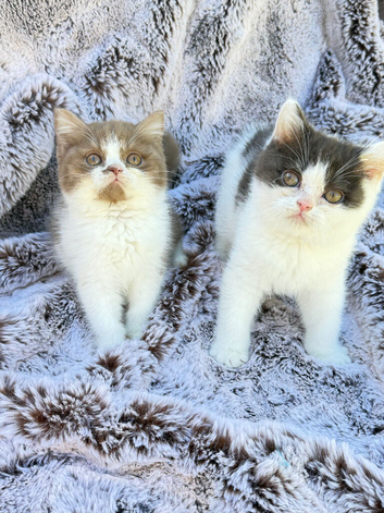 Cinnamon Tica reg British shorthair kittens