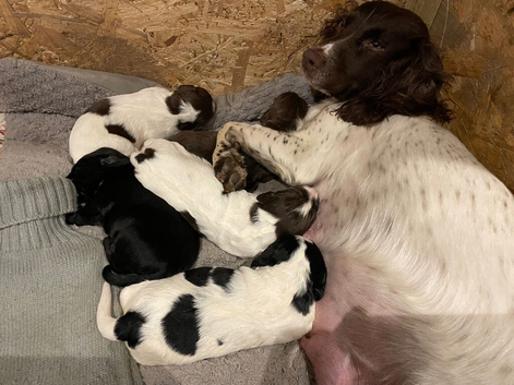 Last boy from litter of 5 working cocker spaniels