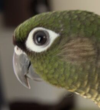 green cheek conure