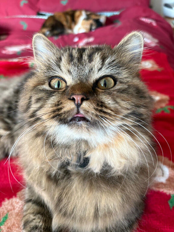 Missing Kitten 10 months old