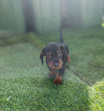 Dachshund joys