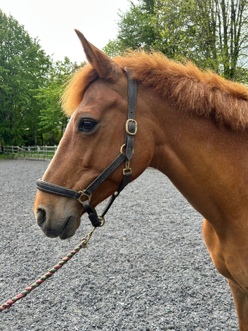 15.2hh beautifully bred Irish sports mare
