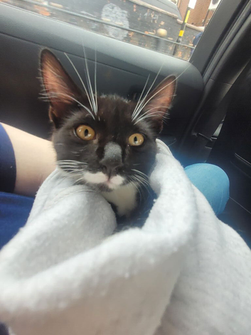 4 month old kitten for sale
