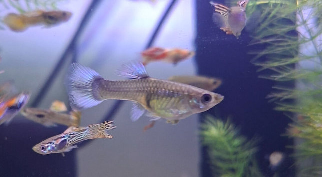 mixed platinum guppies