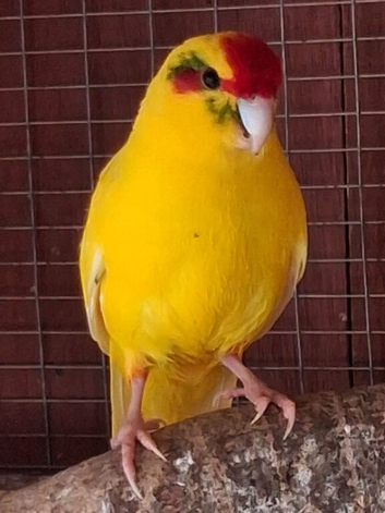 Kakariki male