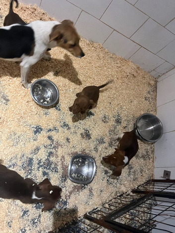 Dash hound cross Jack Russell