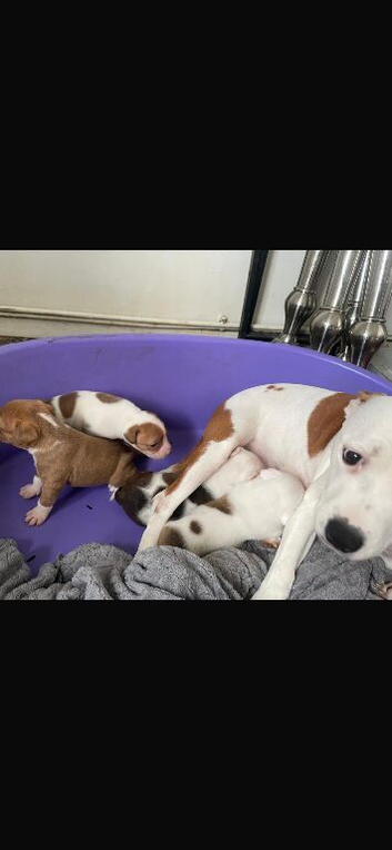 Staffy x ridgeback