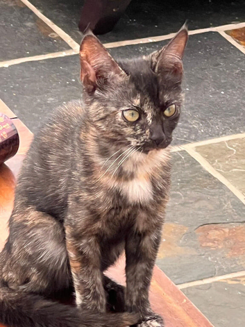 Bengal cross kitten