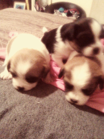 3Lil Daddies-boys cute as button baby Jack Russell's ️