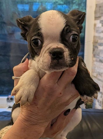 Stunning 10 week old Boston Terrier pups forever loving homes only