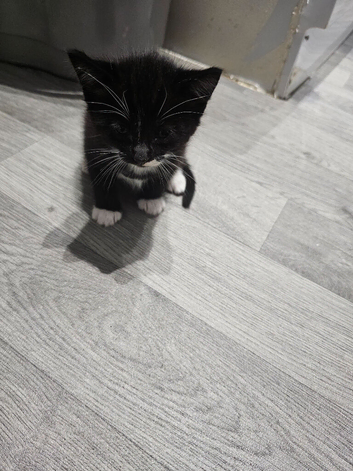 Boy kitten