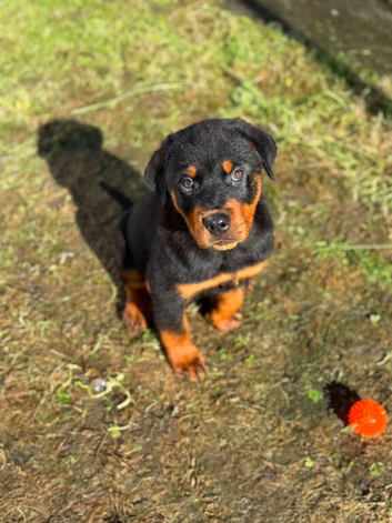 Rottweiler puppy