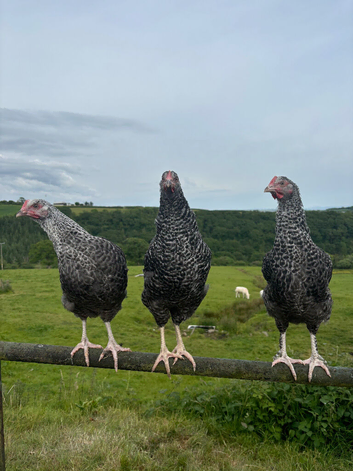 POINT OF LAY PULLETS AVAILABLE. EXCELLENT LAYERS AND GREAT QUALITY