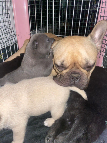 #frenchbulldog x German Spritz