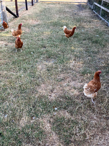 Point of lay red laying hens