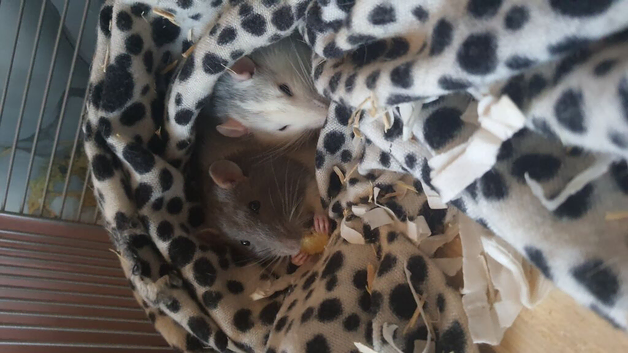 2 male rats and cage