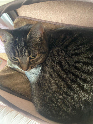 Female tabby cat