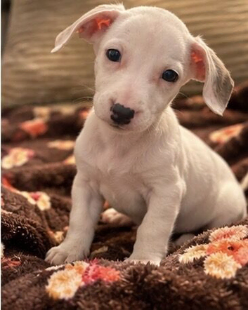 BEAUTIFUL Mini- Dachshund PUPPIES LOOKING FOR THEIR FOREVER HOMES