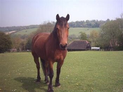 Grass livery