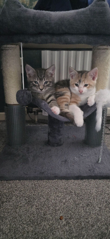 2 kittens bonded pair must go together