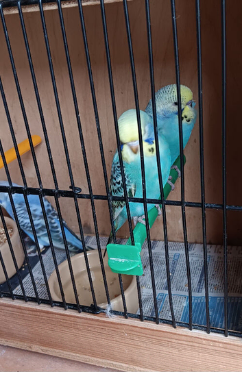 Lovely baby budgies