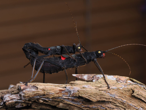 Black Beauty Stick Insects For Sale UK (Peruphasma schultei) PSG 270