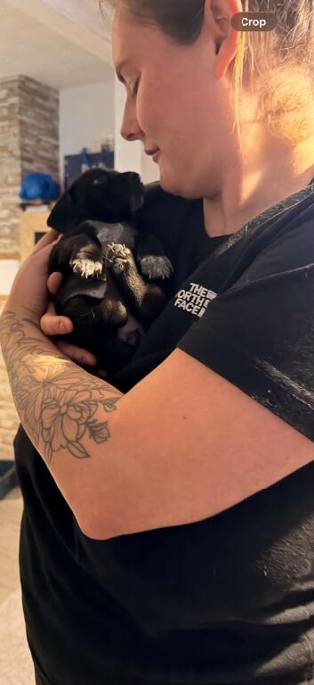 Sprocker pups for sale
