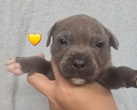 7 Beautiful Blue Staffies