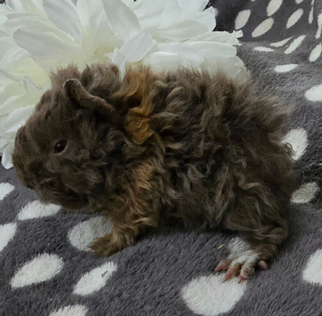 5 boars available