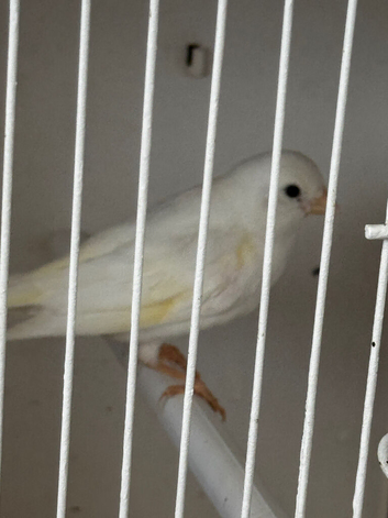 Fife canaries