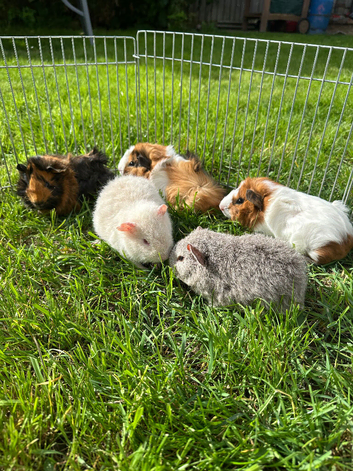 Beautiful Baby Guinea pigs Rex & Rosette 5 weeks old