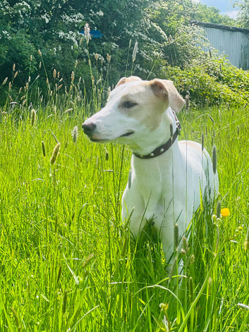 Lurcher x whippet x bull x greyhound