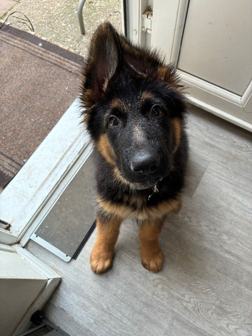 Male German shepherd puppy