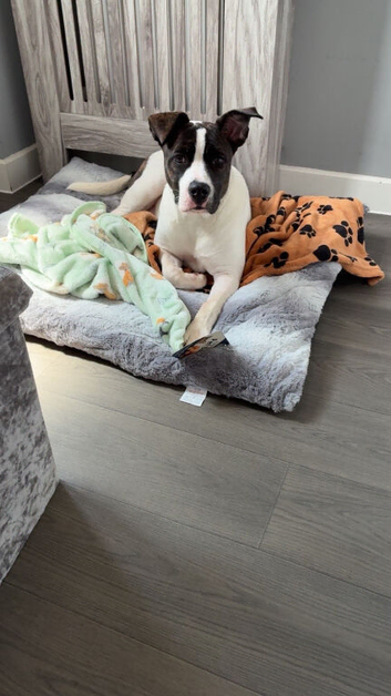 Puppy for sale