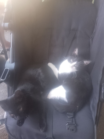 3 kittens