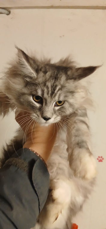 Male maine coon kitten