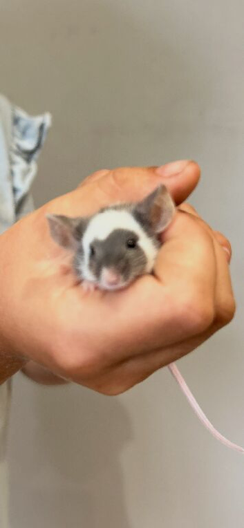 Lovely friendly mouse and cage