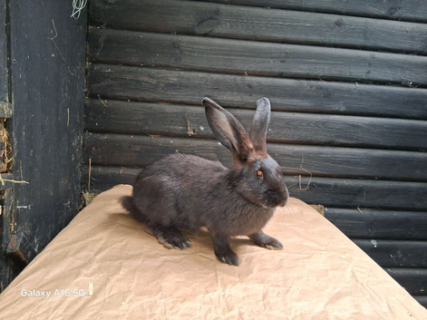 Flemish giant females