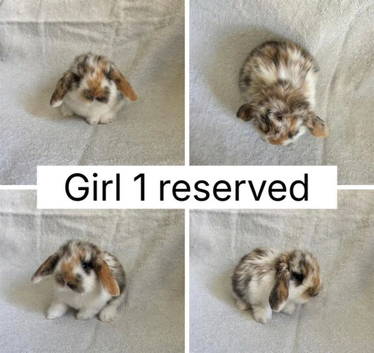 ALL RESERVED 6 beautiful baby mini lops ready to reserve